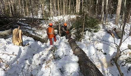 Manual Logging